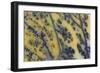 Moss Opaline-Darrell Gulin-Framed Photographic Print