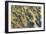 Moss Opaline-Darrell Gulin-Framed Photographic Print