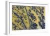 Moss Opaline-Darrell Gulin-Framed Photographic Print