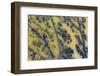 Moss Opaline-Darrell Gulin-Framed Photographic Print