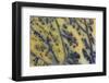 Moss Opaline-Darrell Gulin-Framed Photographic Print