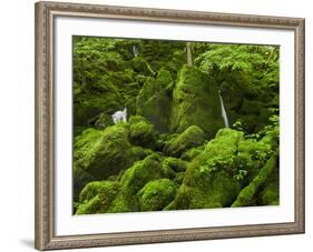 Moss-Overcast Stones, Close Arbois, Law, France-Rainer Mirau-Framed Photographic Print