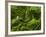 Moss-Overcast Stones, Close Arbois, Law, France-Rainer Mirau-Framed Photographic Print