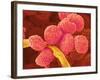 Moss Spores-Micro Discovery-Framed Photographic Print