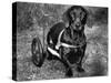 Moss the Dashshund in a Canine Wheelchair with the Slipped Disc, June 1960-null-Stretched Canvas