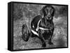 Moss the Dashshund in a Canine Wheelchair with the Slipped Disc, June 1960-null-Framed Stretched Canvas