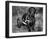 Moss the Dashshund in a Canine Wheelchair with the Slipped Disc, June 1960-null-Framed Photographic Print