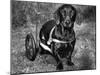 Moss the Dashshund in a Canine Wheelchair with the Slipped Disc, June 1960-null-Mounted Photographic Print