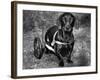 Moss the Dashshund in a Canine Wheelchair with the Slipped Disc, June 1960-null-Framed Photographic Print