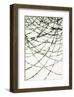 Moss Vine-Candice Alford-Framed Giclee Print