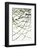 Moss Vine-Candice Alford-Framed Giclee Print