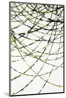 Moss Vine-Candice Alford-Mounted Giclee Print