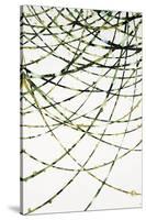 Moss Vine-Candice Alford-Stretched Canvas