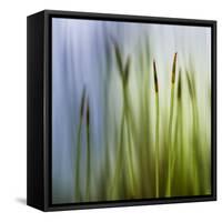 Moss-Ursula Abresch-Framed Stretched Canvas