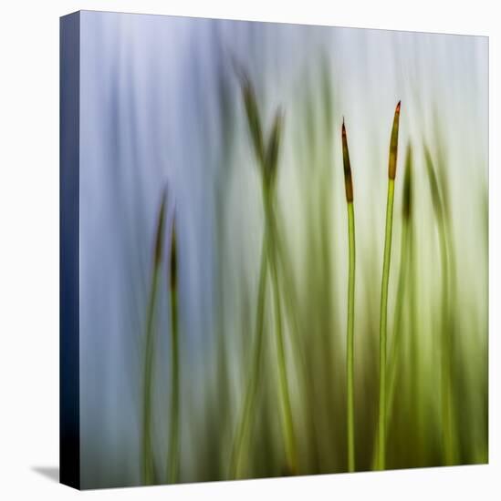 Moss-Ursula Abresch-Stretched Canvas