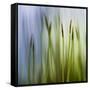 Moss-Ursula Abresch-Framed Stretched Canvas