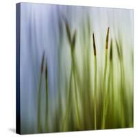 Moss-Ursula Abresch-Stretched Canvas