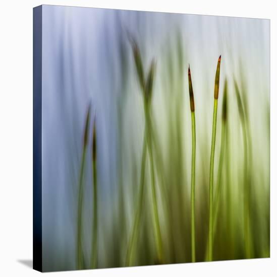 Moss-Ursula Abresch-Stretched Canvas