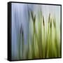 Moss-Ursula Abresch-Framed Stretched Canvas