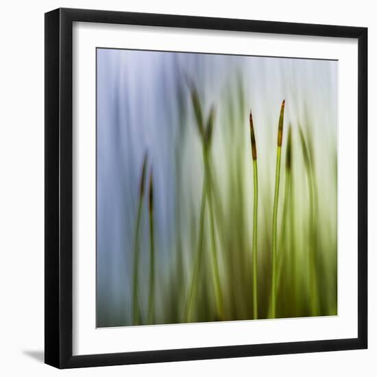 Moss-Ursula Abresch-Framed Photographic Print