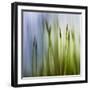 Moss-Ursula Abresch-Framed Photographic Print