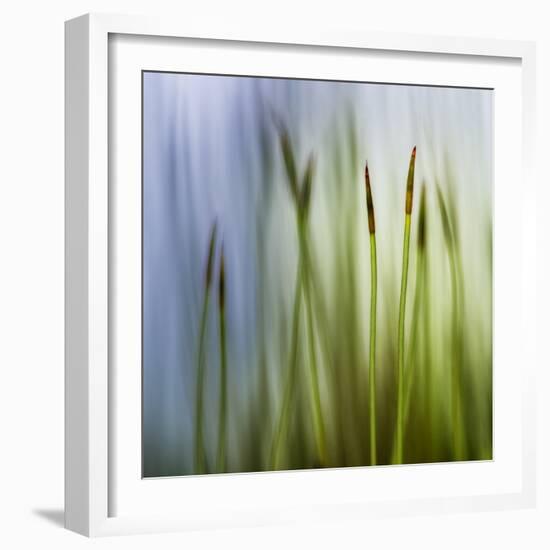 Moss-Ursula Abresch-Framed Photographic Print