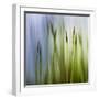 Moss-Ursula Abresch-Framed Photographic Print