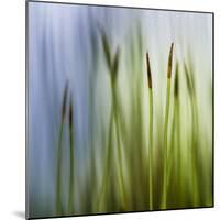 Moss-Ursula Abresch-Mounted Photographic Print