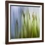 Moss-Ursula Abresch-Framed Photographic Print