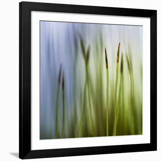 Moss-Ursula Abresch-Framed Photographic Print