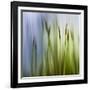 Moss-Ursula Abresch-Framed Photographic Print