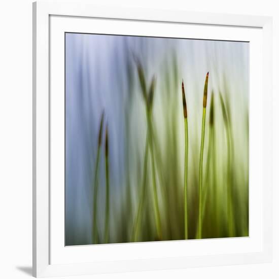 Moss-Ursula Abresch-Framed Photographic Print