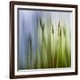 Moss-Ursula Abresch-Framed Photographic Print