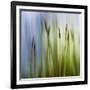 Moss-Ursula Abresch-Framed Photographic Print