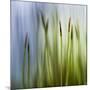 Moss-Ursula Abresch-Mounted Photographic Print