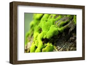 Moss-leungchopan-Framed Photographic Print