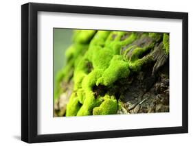 Moss-leungchopan-Framed Photographic Print