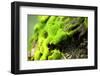 Moss-leungchopan-Framed Photographic Print