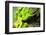 Moss-leungchopan-Framed Photographic Print