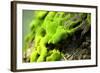 Moss-leungchopan-Framed Photographic Print