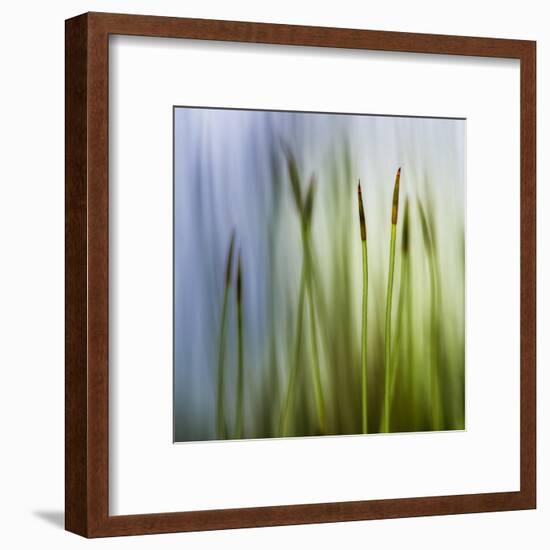 Moss-Ursula Abresch-Framed Premium Photographic Print