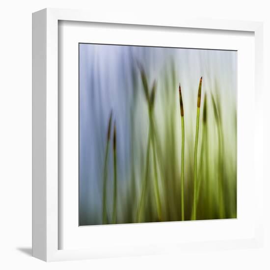 Moss-Ursula Abresch-Framed Premium Photographic Print