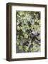 Mosses and lichens on a mountain rock, Hohe Tauern, Carinthia, East Tyrol, Austria-Christian Zappel-Framed Photographic Print