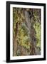 Mossy bark, Shenandoah, Blue Ridge Parkway, Smoky Mountains, USA.-Anna Miller-Framed Photographic Print