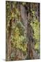 Mossy bark, Shenandoah, Blue Ridge Parkway, Smoky Mountains, USA.-Anna Miller-Mounted Photographic Print
