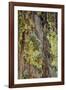 Mossy bark, Shenandoah, Blue Ridge Parkway, Smoky Mountains, USA.-Anna Miller-Framed Photographic Print