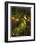 Mossy Boulders, Dartmoor National Park, Devon, England, United Kingdom, Europe-Jeremy Lightfoot-Framed Photographic Print