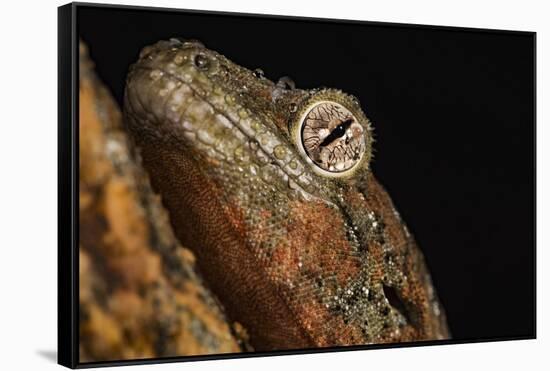 Mossy gecko (Rhacodactylus Chahoua), captive, United Kingdom, Europe-Janette Hill-Framed Stretched Canvas