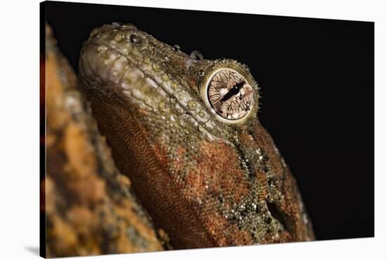 Mossy gecko (Rhacodactylus Chahoua), captive, United Kingdom, Europe-Janette Hill-Stretched Canvas