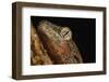 Mossy gecko (Rhacodactylus Chahoua), captive, United Kingdom, Europe-Janette Hill-Framed Photographic Print